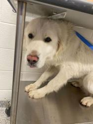 Shelter Stray Male Dog last seen Near Norris Fwy, Knox County ASO, TN, 3201 Division St, Knoxville, TN 37919, USA