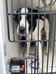 Shelter Stray Male Dog last seen Cedar Ave & Rowan Rd, City of Knoxville ASO, TN, 3201 Division St, Knoxville, TN 37919, USA