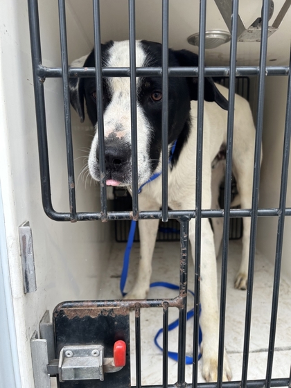 Shelter Stray Male Dog last seen Cedar Ave & Rowan Rd, City of Knoxville ASO, TN, 3201 Division St, Knoxville, TN 37919, USA