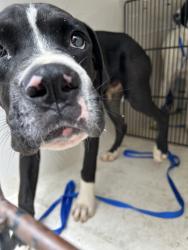 Shelter Stray Male Dog last seen Cedar Ave & Rowan Rd, City of Knoxville ASO, TN, 3201 Division St, Knoxville, TN 37919, USA