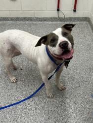 Shelter Stray Female Dog last seen Knoxville College Drive, City of Knoxville ASO, TN, 3201 Division St, Knoxville, TN 37919, USA