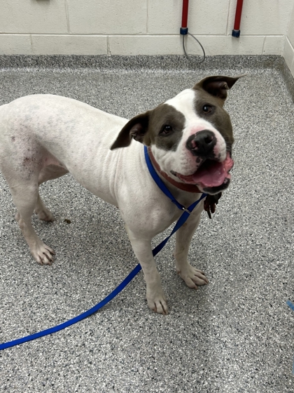 Shelter Stray Female Dog last seen Knoxville College Drive, City of Knoxville ASO, TN, 3201 Division St, Knoxville, TN 37919, USA