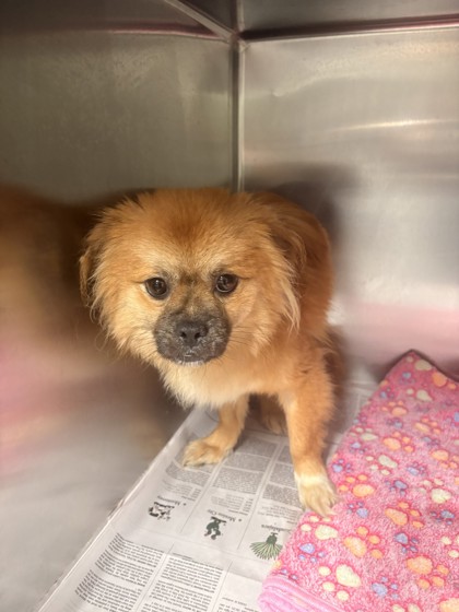 Shelter Stray Male Dog last seen Near Covington Highway, Decatur, GA 30035, 30035, GA, 3280 Chamblee Dunwoody Rd, Chamblee, GA 30341, USA