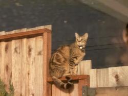 Found/Stray Unknown Cat last seen Scott & Manilla , El Cerrito, CA 94530