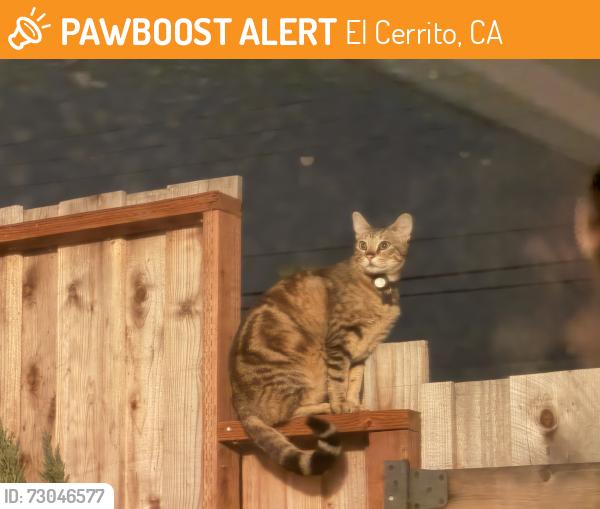 Found/Stray Unknown Cat last seen Scott & Manilla , El Cerrito, CA 94530
