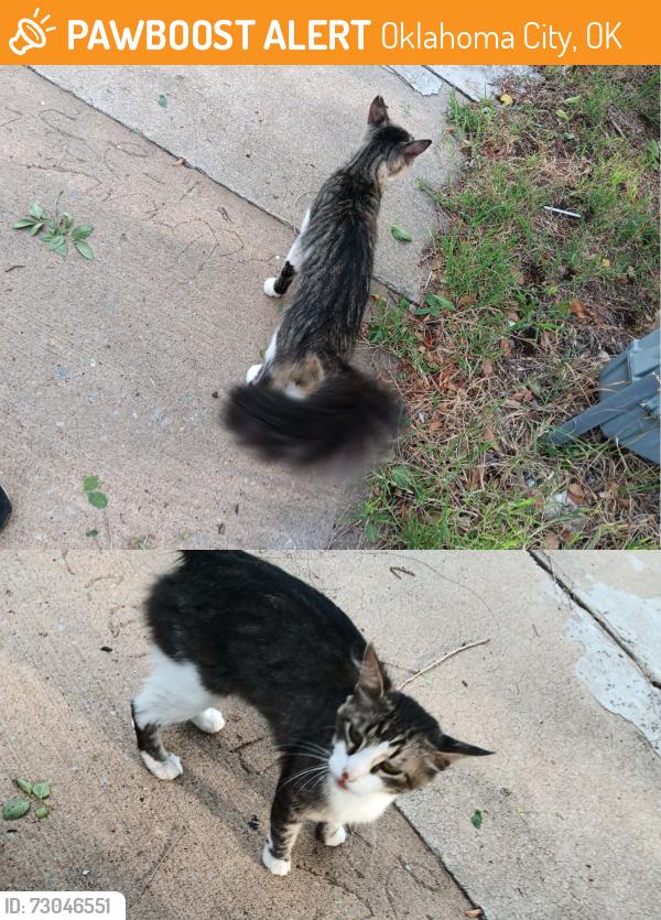 Found/Stray Unknown Cat last seen S. Western and 62nd, Oklahoma City, OK 73139