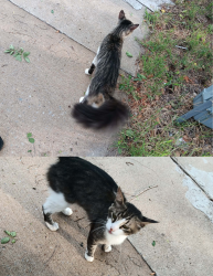 Found/Stray Unknown Cat last seen S. Western and 62nd, Oklahoma City, OK 73139