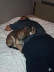 Lost Female Dog last seen Turk and Leavenworth , San Francisco, CA 94102