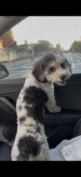 Found/Stray Male Dog last seen Allen and walnut in Pasadena, CA, Pasadena, CA 91107