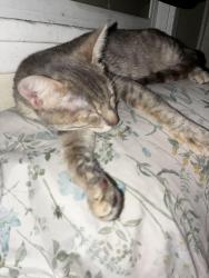Lost Female Cat last seen West side area Hamilton and Loma vista, San Antonio, TX 78207