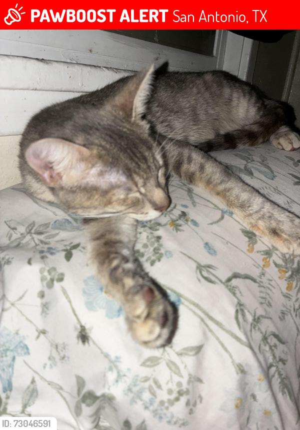 Lost Female Cat last seen West side area Hamilton and Loma vista, San Antonio, TX 78207