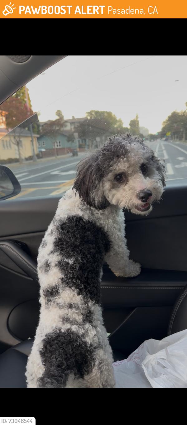 Found/Stray Male Dog last seen Allen and walnut in Pasadena, CA, Pasadena, CA 91107
