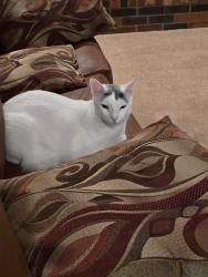 Lost Male Cat last seen Off of surrey road by Helke park and school and the Vandalia Rec Center, Vandalia, OH 45377