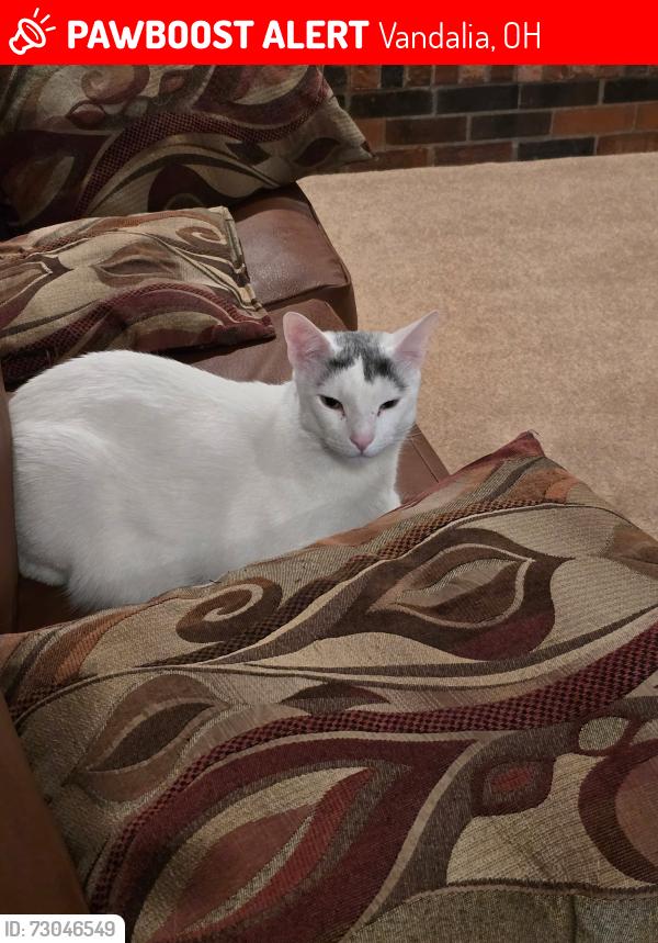 Lost Male Cat last seen Off of surrey road by Helke park and school and the Vandalia Rec Center, Vandalia, OH 45377