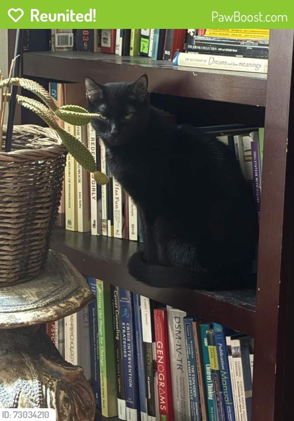 Reunited Female Cat last seen N 3rd St & Maclay St SB, Harrisburg, PA 17110
