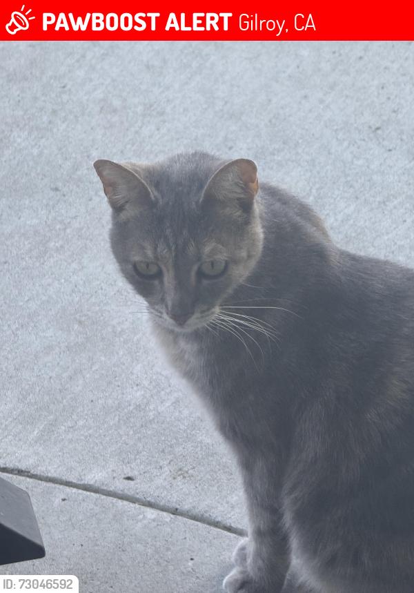 Lost Female Cat last seen Welburn and Wayland ln, Gilroy, CA 95020