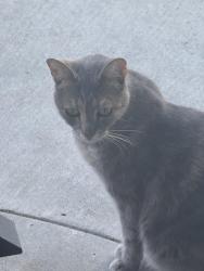 Lost Female Cat last seen Welburn and Wayland ln, Gilroy, CA 95020