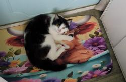 Reunited Male Cat last seen stanley grove, Longsight, England M12 5RJ