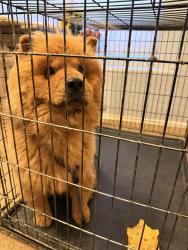 Found/Stray Male Dog last seen 119th Ave and lower buckeye, Avondale, AZ 85323