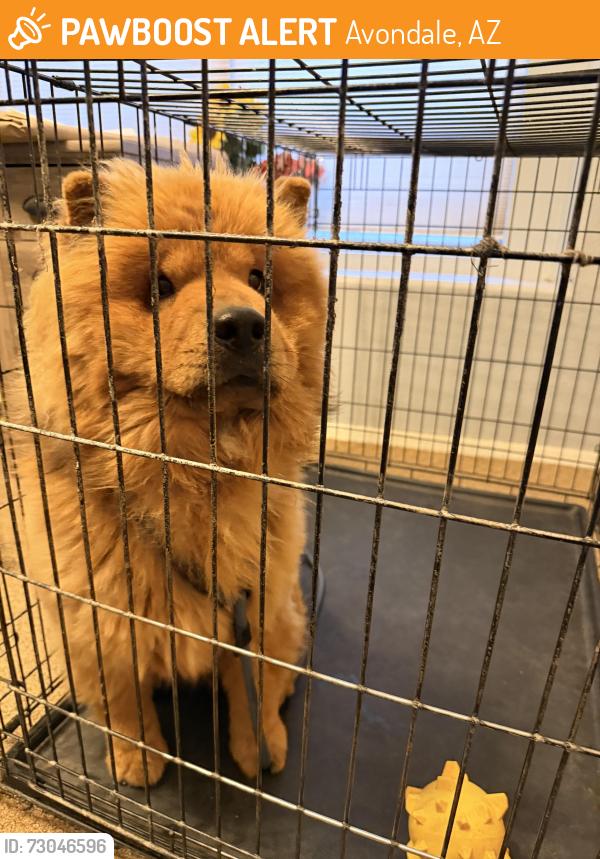 Found/Stray Male Dog last seen 119th Ave and lower buckeye, Avondale, AZ 85323
