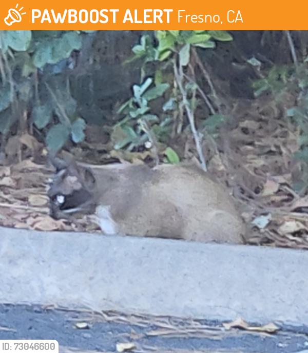 Found/Stray Unknown Cat last seen Shaw/Valentine, Fresno, CA 93711