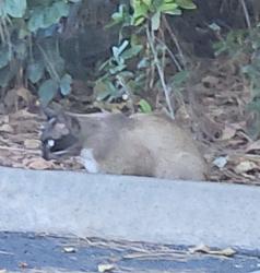 Found/Stray Unknown Cat last seen Shaw/Valentine, Fresno, CA 93711