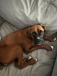 Reunited Female Dog last seen Heathwood and Churchill, Hamilton, OH 45013