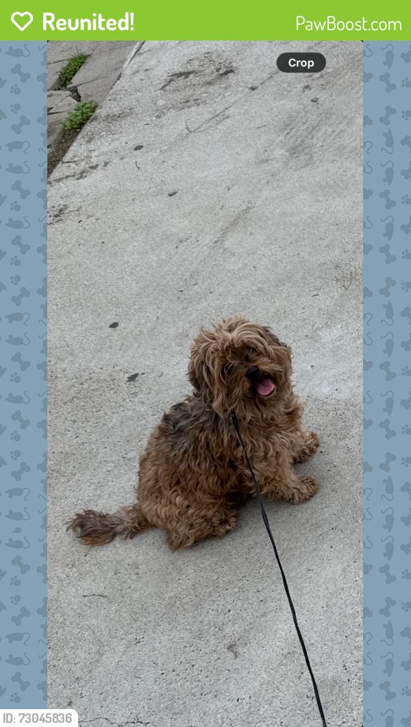 Reunited Female Dog last seen Near Home Depot , Baldwin Park, CA 91706