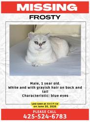 Lost Male Cat last seen 33rd st , Federal Way, WA 98023