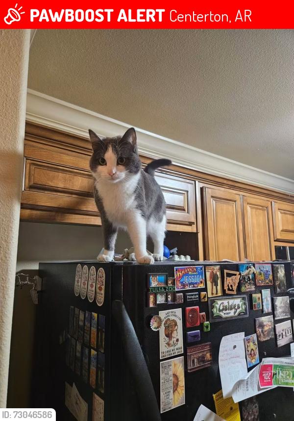 Lost Female Cat last seen Close to the Walgreens on Hwy 102, Centerton, AR 72719