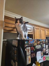 Lost Female Cat last seen Close to the Walgreens on Hwy 102, Centerton, AR 72719