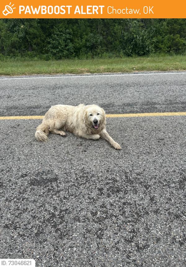 Found/Stray Unknown Dog last seen On triple x Between E Britton and NE 122nd, Choctaw, OK 73020