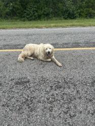 Found/Stray Unknown Dog last seen On triple x Between E Britton and NE 122nd, Choctaw, OK 73020