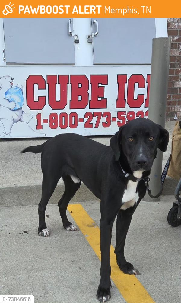 Found/Stray Male Dog last seen Runway Grille, Memphis, TN 38118
