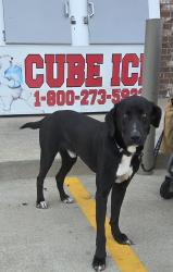 Found/Stray Male Dog last seen Runway Grille, Memphis, TN 38118