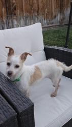 Found/Stray Female Dog last seen Liberty park, Salt Lake City, UT 84105