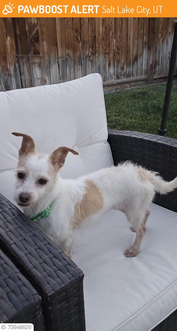 Found/Stray Female Dog last seen Liberty park, Salt Lake City, UT 84105
