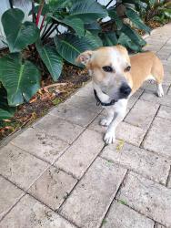 Reunited Male Dog last seen sw 36th Terrace and SW 17th street, Broward County, FL 33312