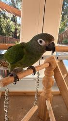 Lost Male Bird last seen Sundance Avenue and Thunderhead Street, San Diego, CA 92129