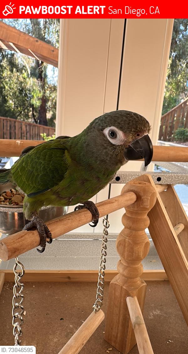 Lost Male Bird last seen Sundance Avenue and Thunderhead Street, San Diego, CA 92129