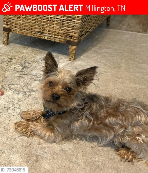 Lost Male Dog last seen Sykes Rd in Millington, Millington, TN 38053
