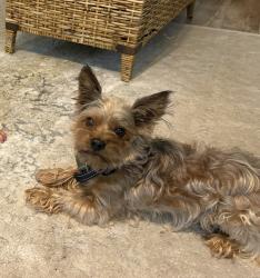 Lost Male Dog last seen Sykes Rd in Millington, Millington, TN 38053