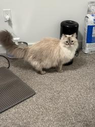 Lost Female Cat last seen She was at Rivendell Lights, behind the building, she might hide in bushes, tall grass, trees., Edison, NJ 08817