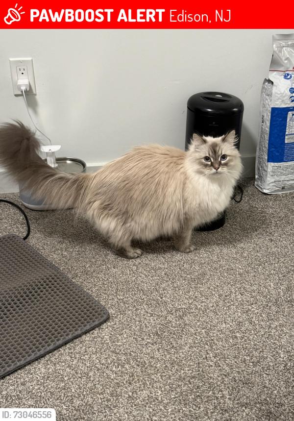 Lost Female Cat last seen She was at Rivendell Lights, behind the building, she might hide in bushes, tall grass, trees., Edison, NJ 08817