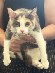 Found/Stray Female Cat last seen Albany Chase, Turnock Glen, Columbus, OH 43230