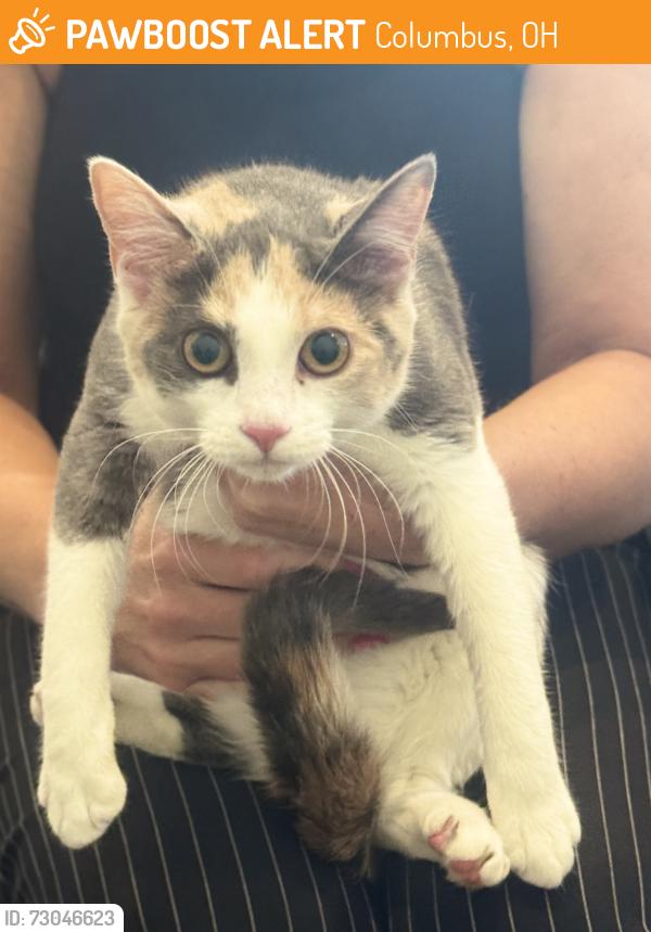 Found/Stray Female Cat last seen Albany Chase, Turnock Glen, Columbus, OH 43230