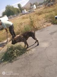 Found/Stray Male Dog last seen Mission boulevard and LaRue, Riverside, CA 92509