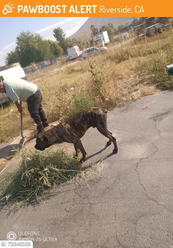 Found/Stray Male Dog last seen Mission boulevard and LaRue, Riverside, CA 92509