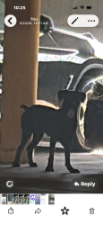 Found/Stray Unknown Dog last seen Near NE 36th Street, Charter Club, Miami, FL 33137