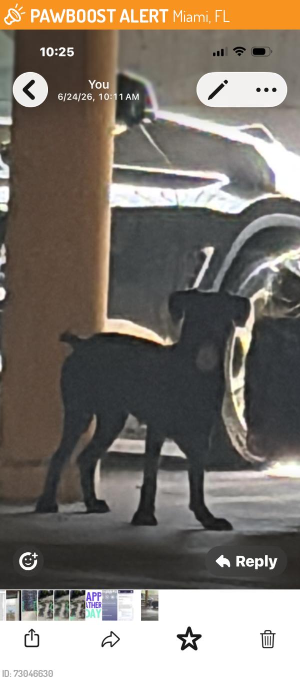 Found/Stray Unknown Dog last seen Near NE 36th Street, Charter Club, Miami, FL 33137